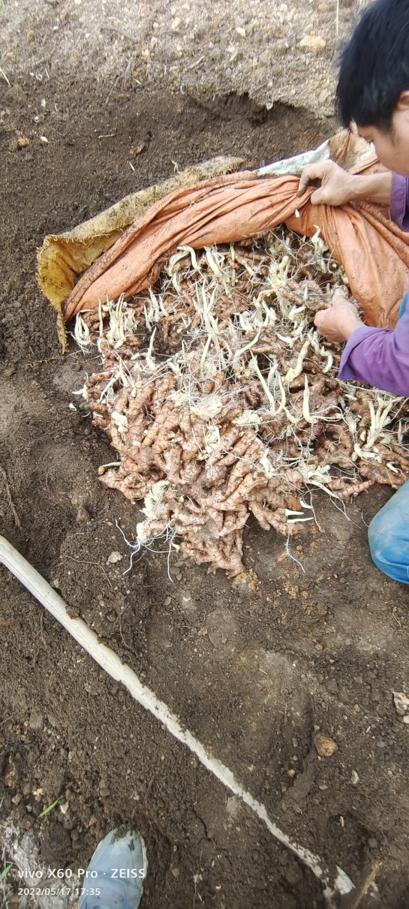 老姜广西柳州地区瑶山香辣火姜，大量有货，对接全国市场电商