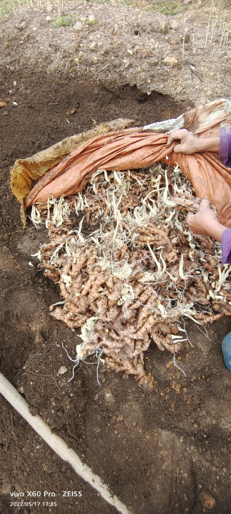 老姜广西柳州地区瑶山香辣火姜，大量有货，对接全国市场电商