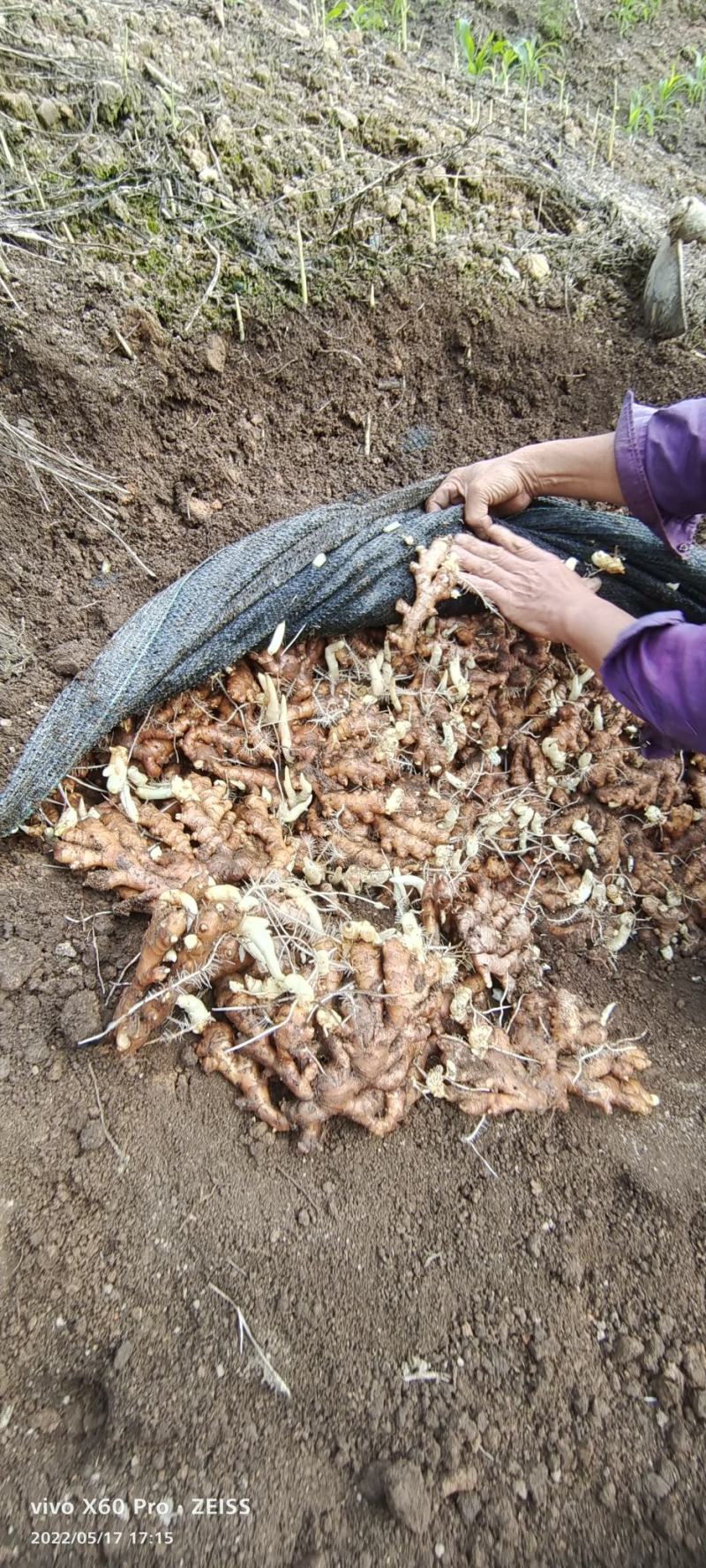 老姜广西柳州地区瑶山香辣火姜，大量有货，对接全国市场电商