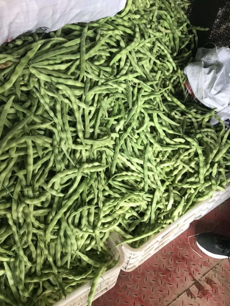 精品四季豆大青豆实力代收代发现摘现发货源充足诚信合作