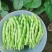 精品四季豆大青豆实力代收代发现摘现发货源充足诚信合作