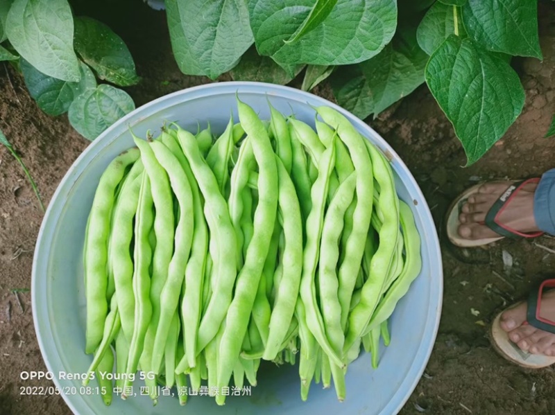 精品四季豆大青豆实力代收代发现摘现发货源充足诚信合作