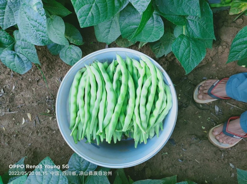 精品四季豆大青豆实力代收代发现摘现发货源充足诚信合作
