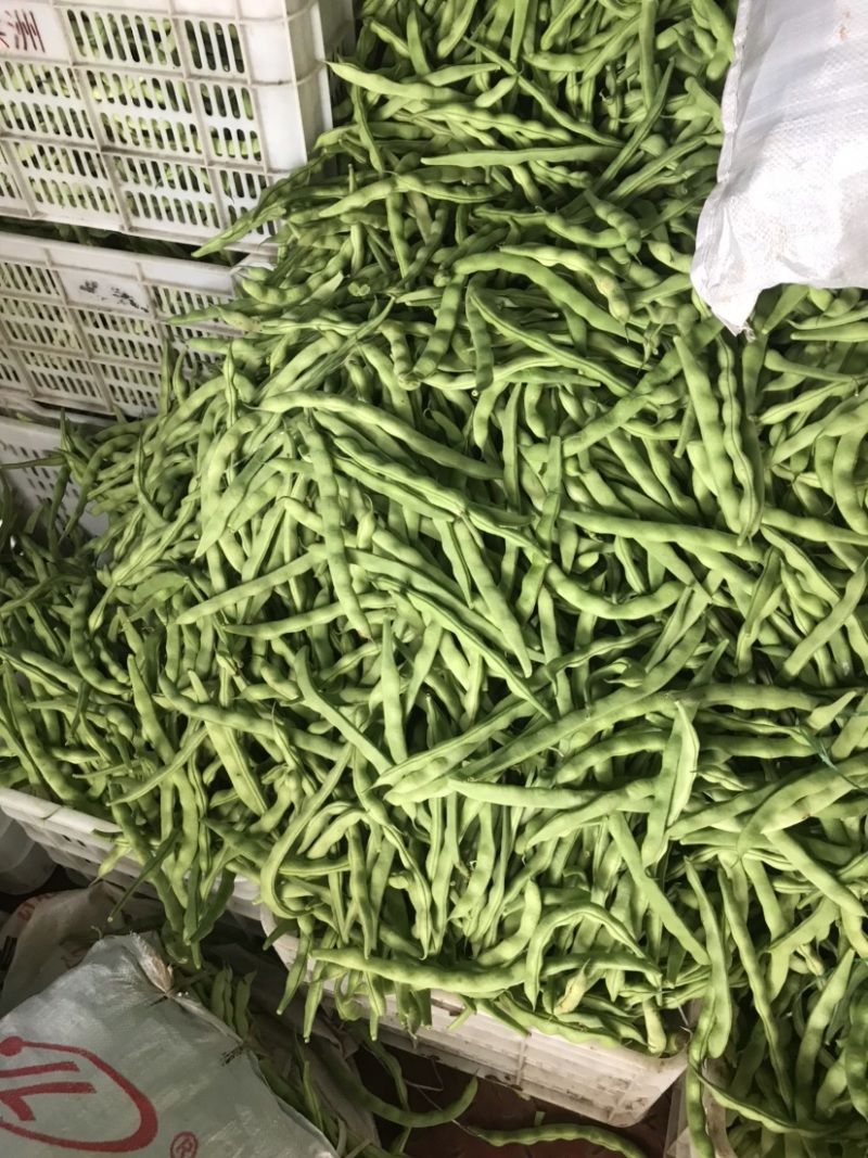精品四季豆大青豆实力代收代发现摘现发货源充足诚信合作