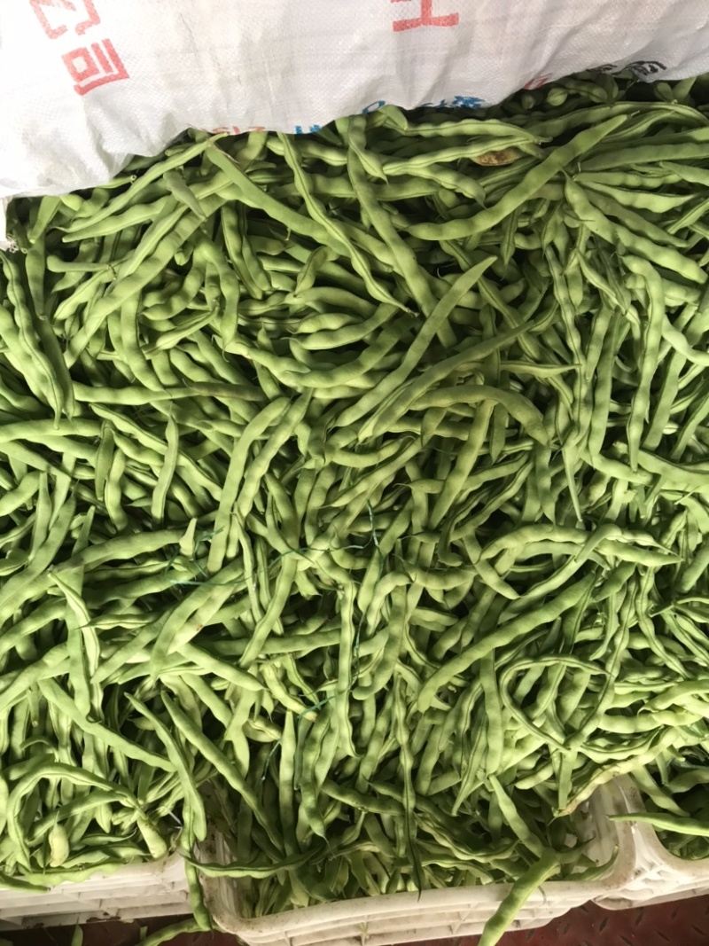 精品四季豆大青豆实力代收代发现摘现发货源充足诚信合作