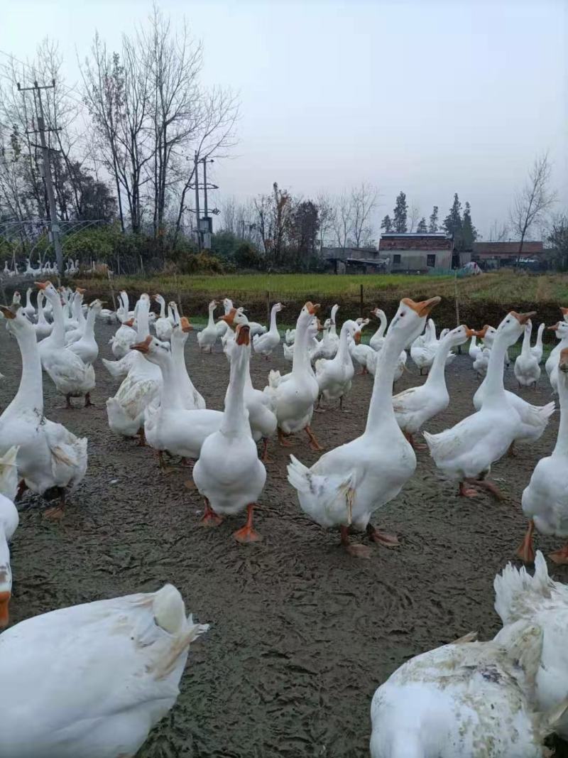 皖蒲鹅种蛋大种白鹅受精种蛋可孵化大型养殖场新鲜蛋
