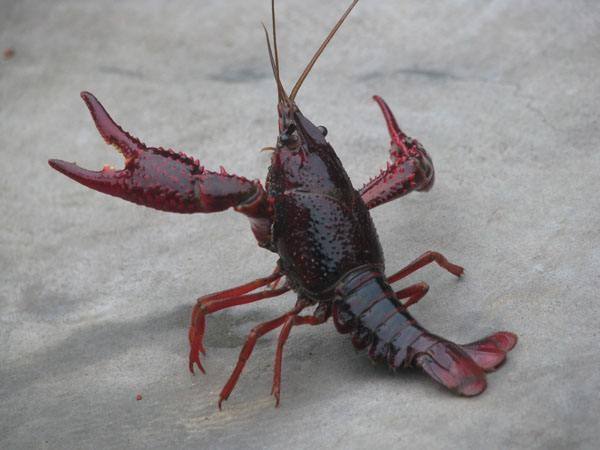 臭水沟中的小龙虾正在泥泞中爬行 臭水沟里的小龙虾