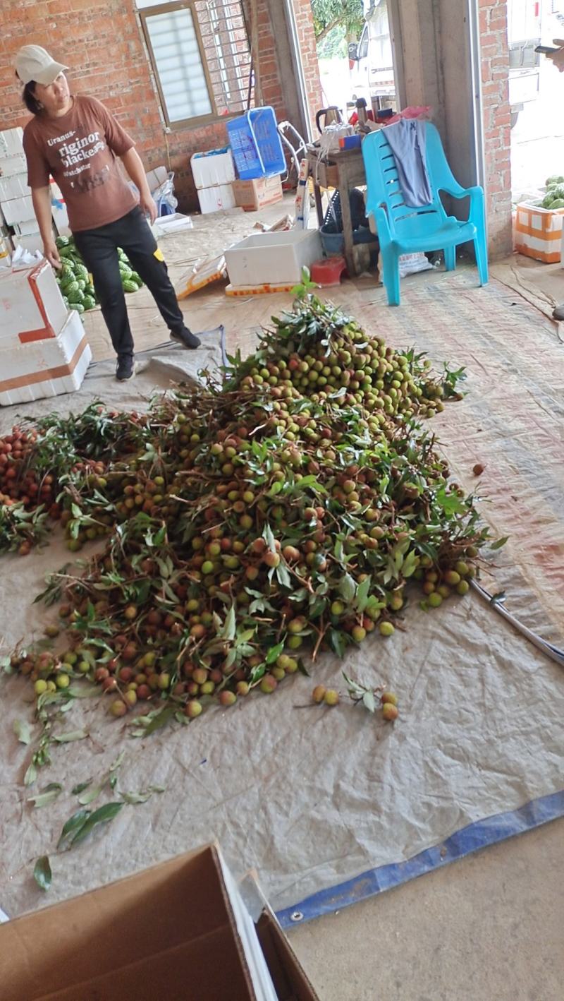 茂名电白特产荔枝即张上市质优价廉有需要老板请联系我