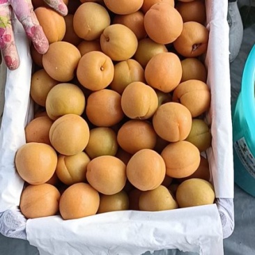 陕西凯特杏价格，凯特杏批发，基地直供凯特杏