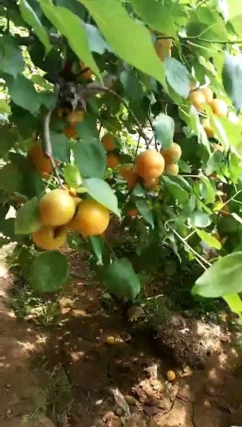陕西凯特杏价格，凯特杏批发，基地直供凯特杏