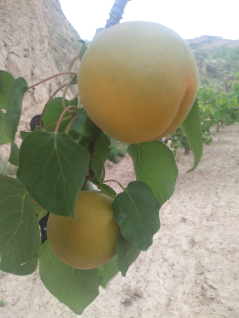 陕西凯特杏价格，凯特杏批发，基地直供凯特杏