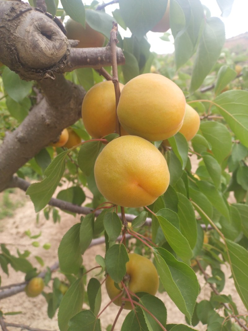 陕西凯特杏价格，凯特杏批发，基地直供凯特杏