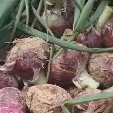 二红洋葱