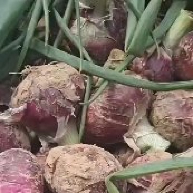 二红洋葱