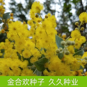 金合欢种子银叶金合欢种子园林绿化苗木种子林木种子