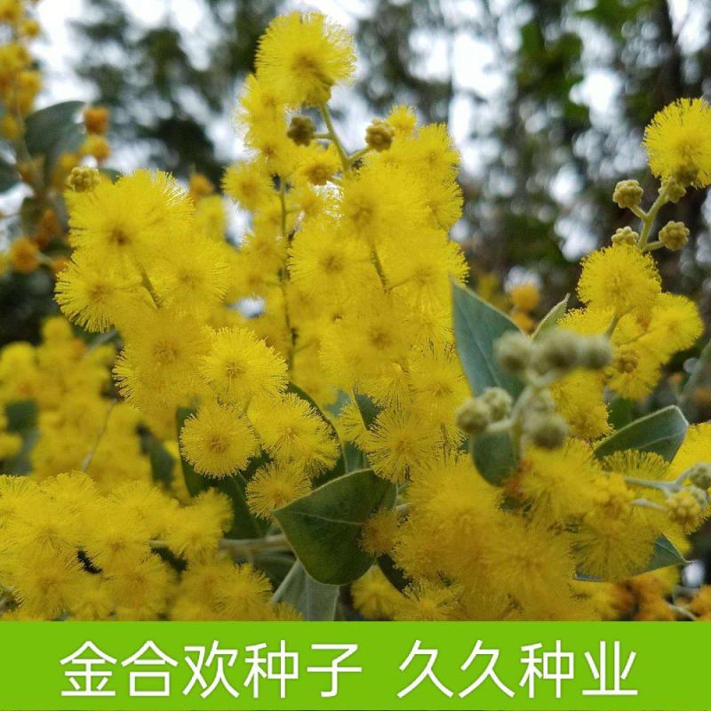 金合欢种子银叶金合欢种子园林绿化苗木种子林木种子