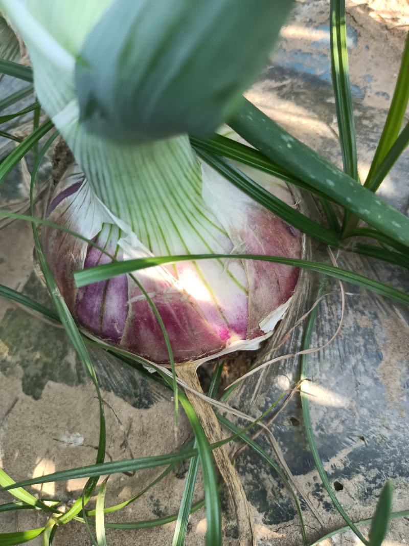 二红洋葱