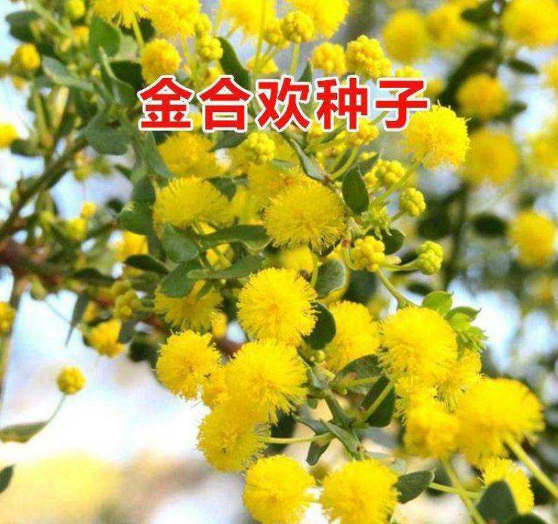 金合欢种子银叶金合欢种子园林绿化苗木种子林木种子