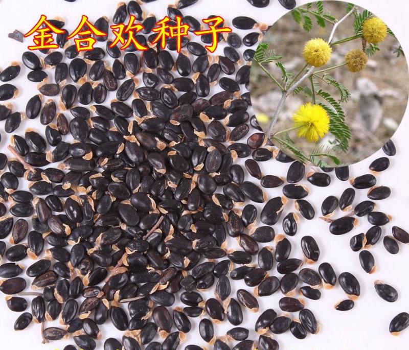 金合欢种子银叶金合欢种子园林绿化苗木种子林木种子