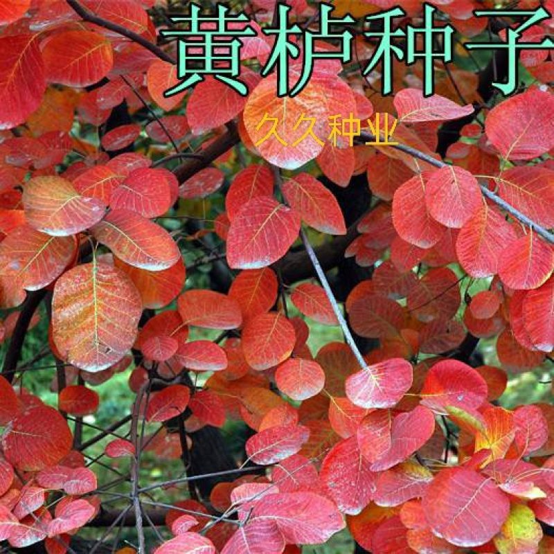 新采黄栌种子黄栌木种子黄栌树种子黄栌台种子林木种子花卉种
