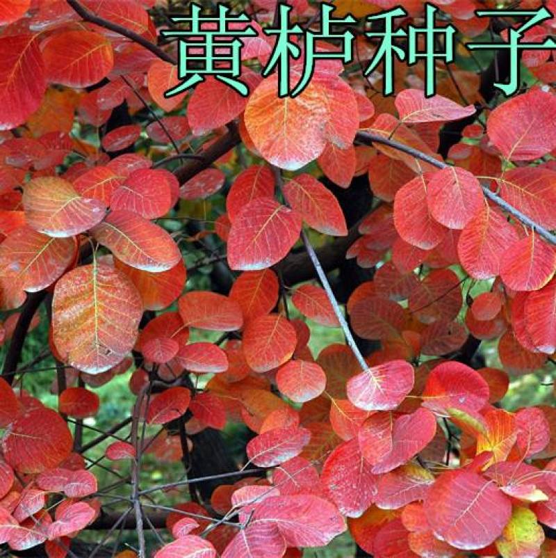 新采黄栌种子黄栌木种子黄栌树种子黄栌台种子林木种子花卉种