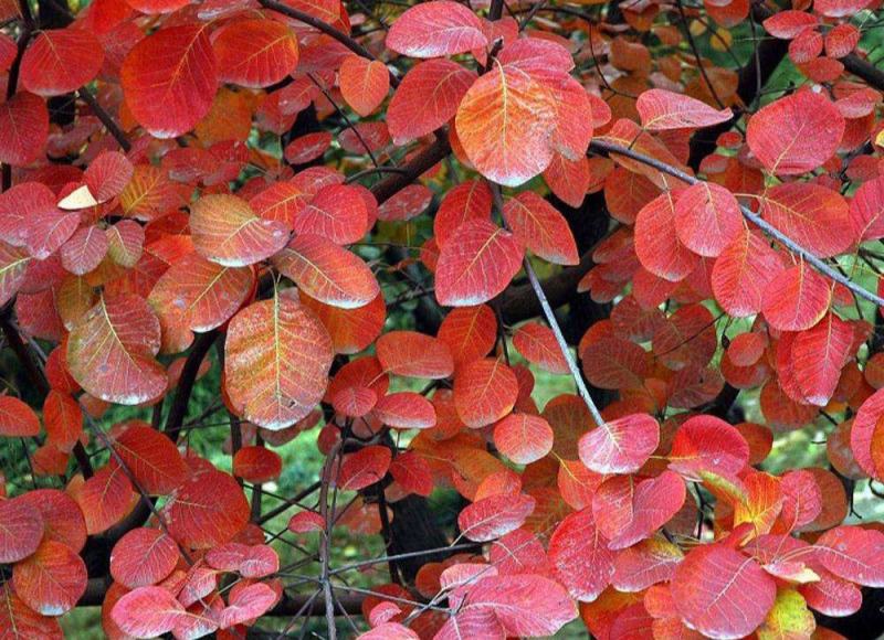 新采黄栌种子黄栌木种子黄栌树种子黄栌台种子林木种子花卉种
