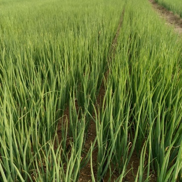 5月20号，下午陪客户订购葱苗品种齐全土豆茬麦茬抓紧