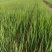 5月20号，下午陪客户订购葱苗品种齐全土豆茬麦茬抓紧