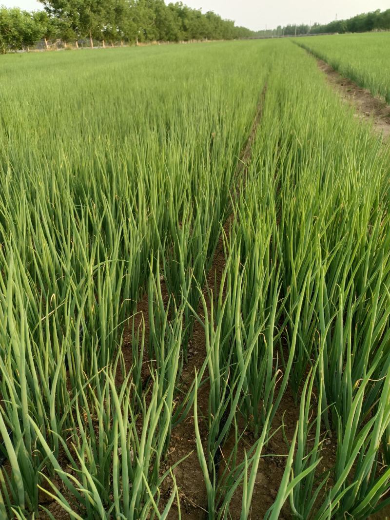 5月20号，下午陪客户订购葱苗品种齐全土豆茬麦茬抓紧