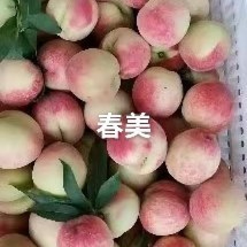 春美桃