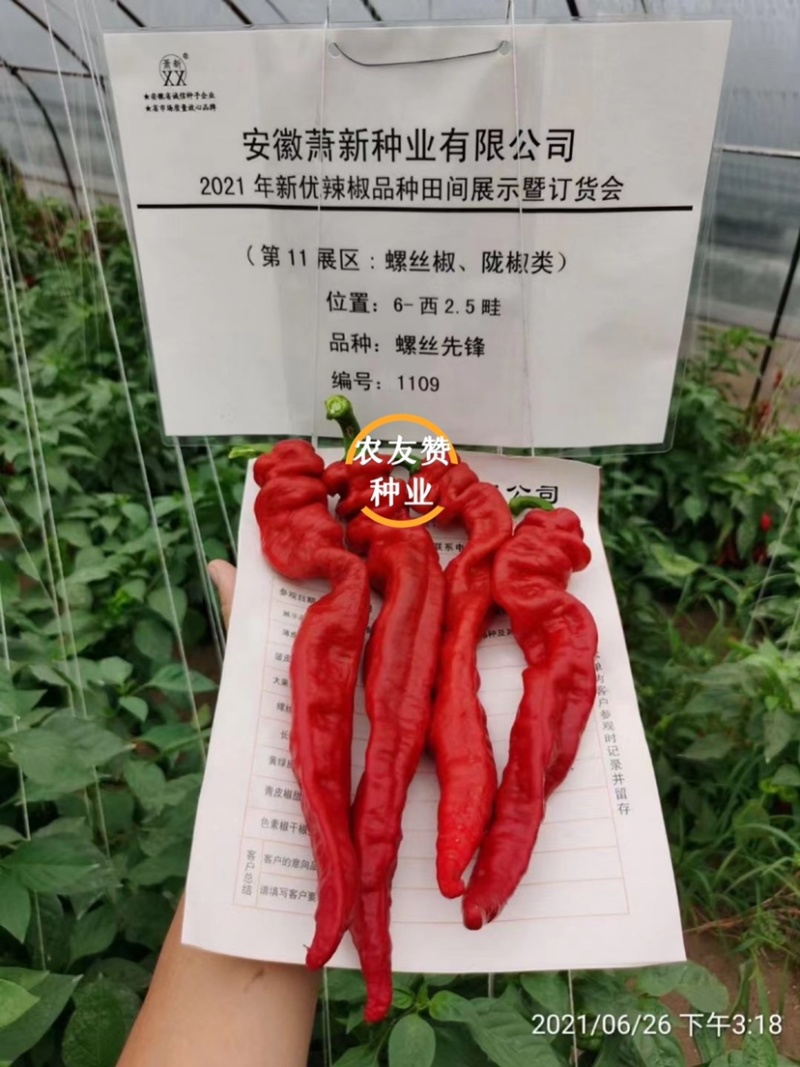 萧新螺丝椒种子螺丝先锋螺丝辣种子耐低温辣味香浓