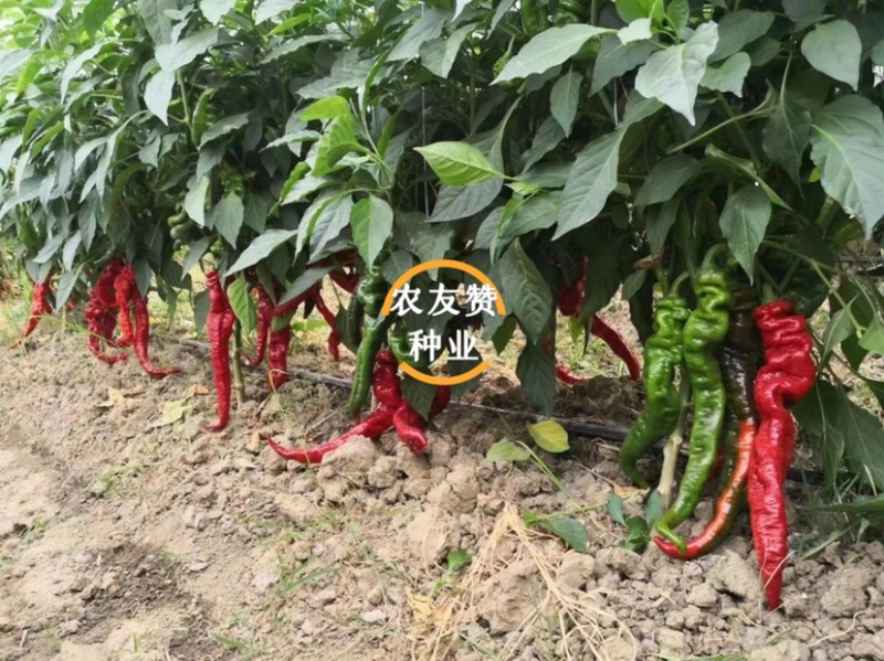 萧新螺丝椒种子螺丝先锋螺丝辣种子耐低温辣味香浓