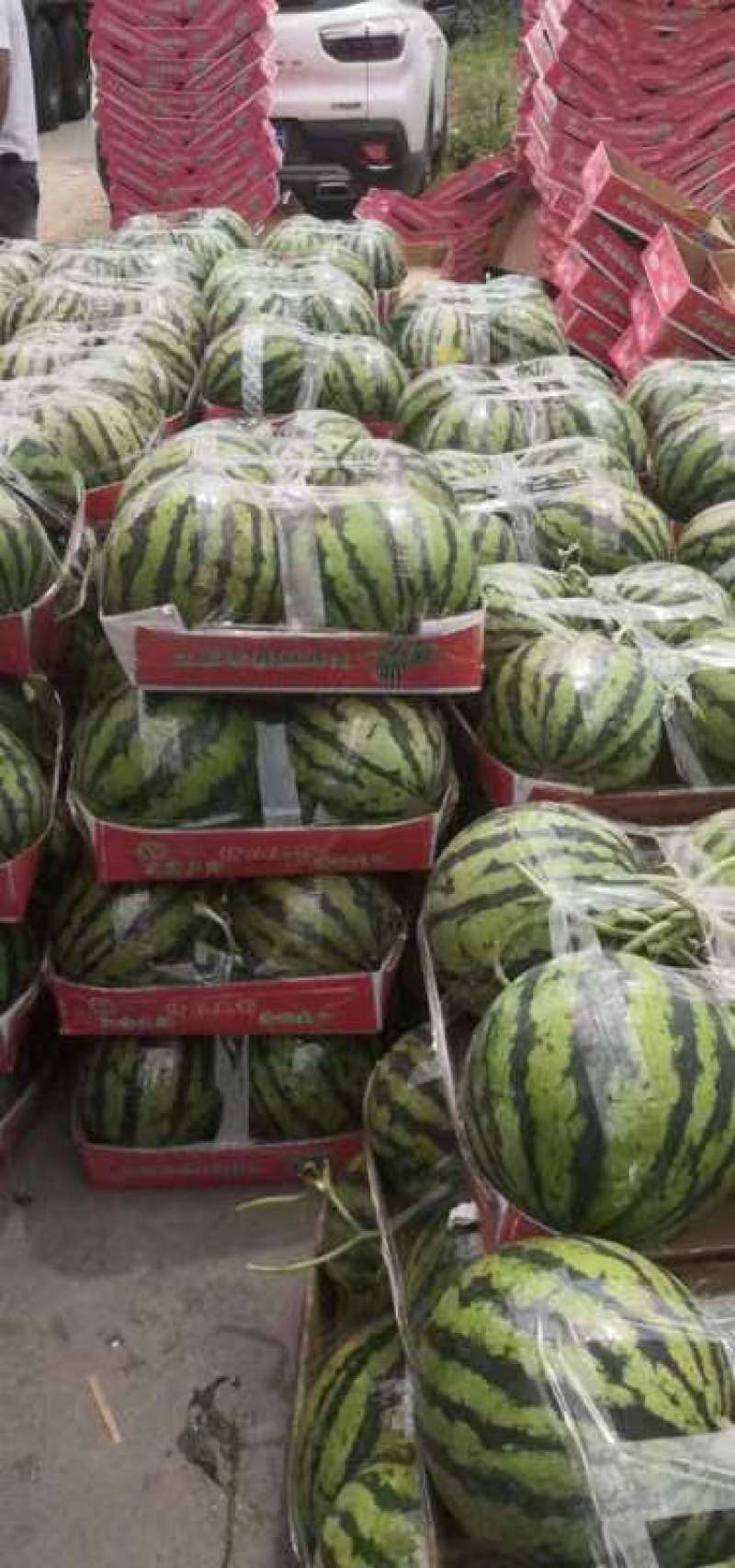 西瓜，开封优质西瓜，美都8424.冠龙
