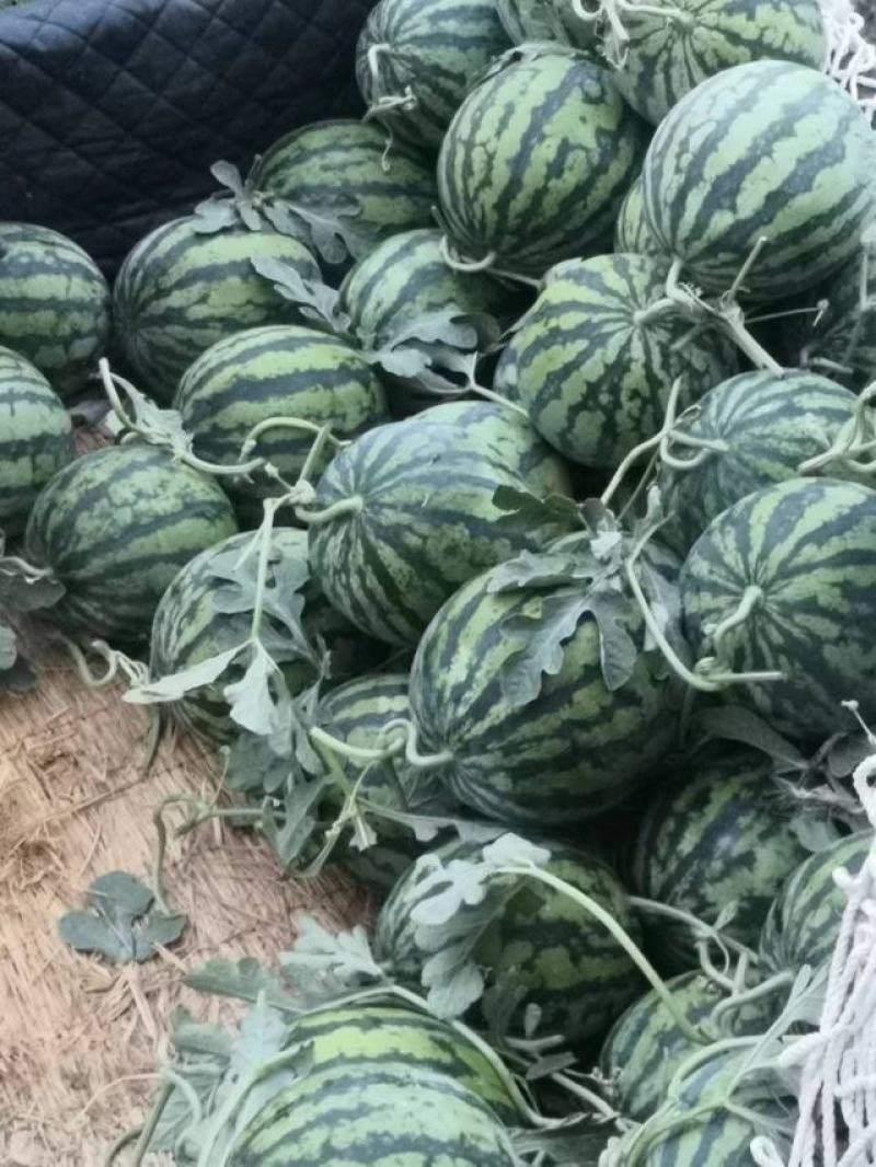 西瓜，开封优质西瓜，美都8424.冠龙