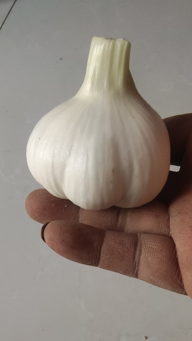 （热销）大蒜产地直销欢迎洽谈，（大蒜产地直销）