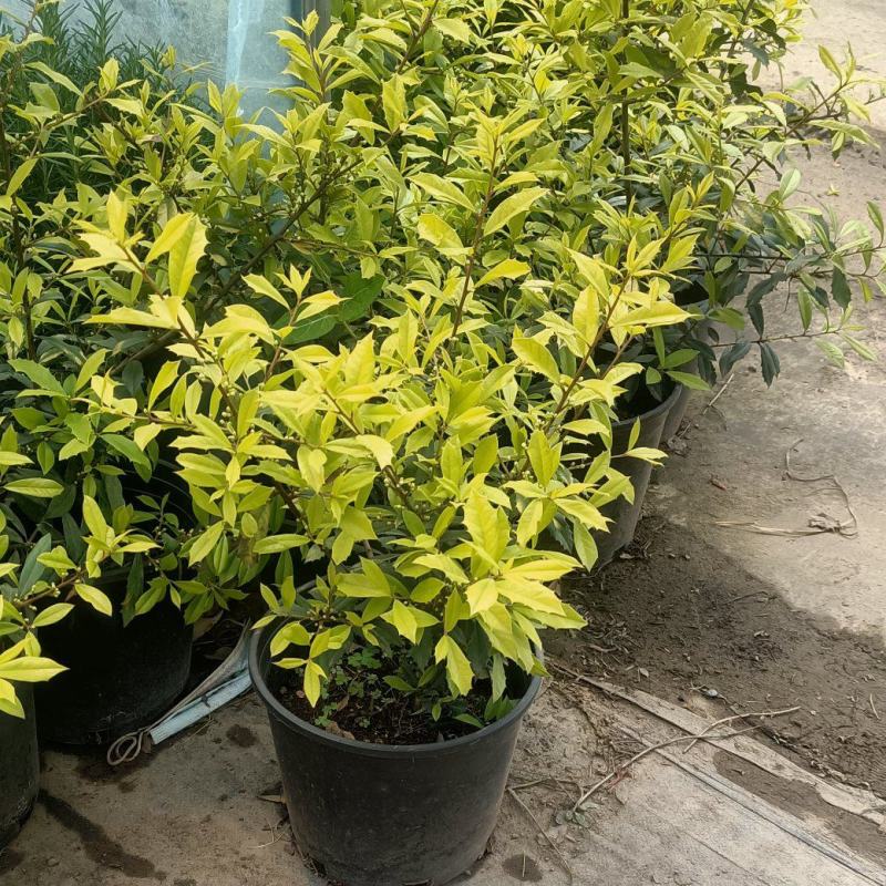 黄金构骨价格庭院别墅小区绿化花镜花海观叶植物金叶构骨