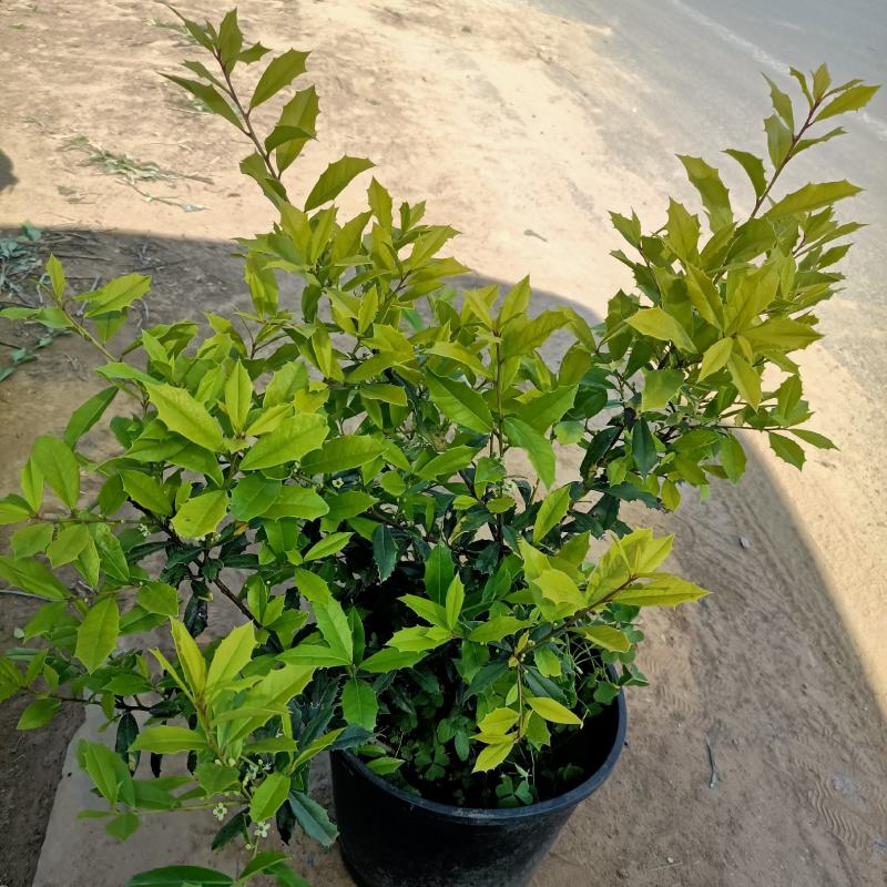 黄金构骨价格庭院别墅小区绿化花镜花海观叶植物金叶构骨
