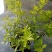黄金构骨价格庭院别墅小区绿化花镜花海观叶植物金叶构骨