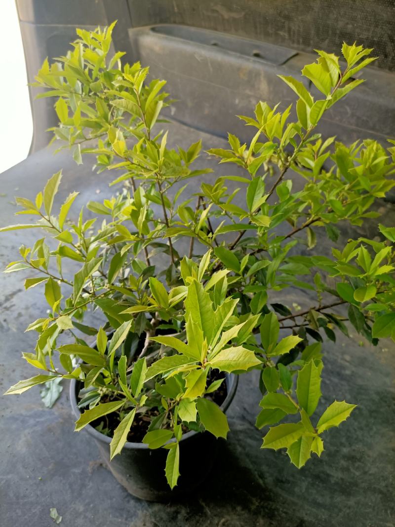 黄金构骨价格庭院别墅小区绿化花镜花海观叶植物金叶构骨