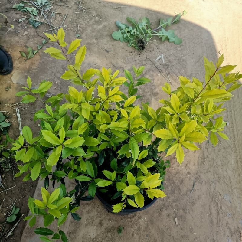 黄金构骨价格庭院别墅小区绿化花镜花海观叶植物金叶构骨