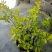 黄金构骨价格庭院别墅小区绿化花镜花海观叶植物金叶构骨
