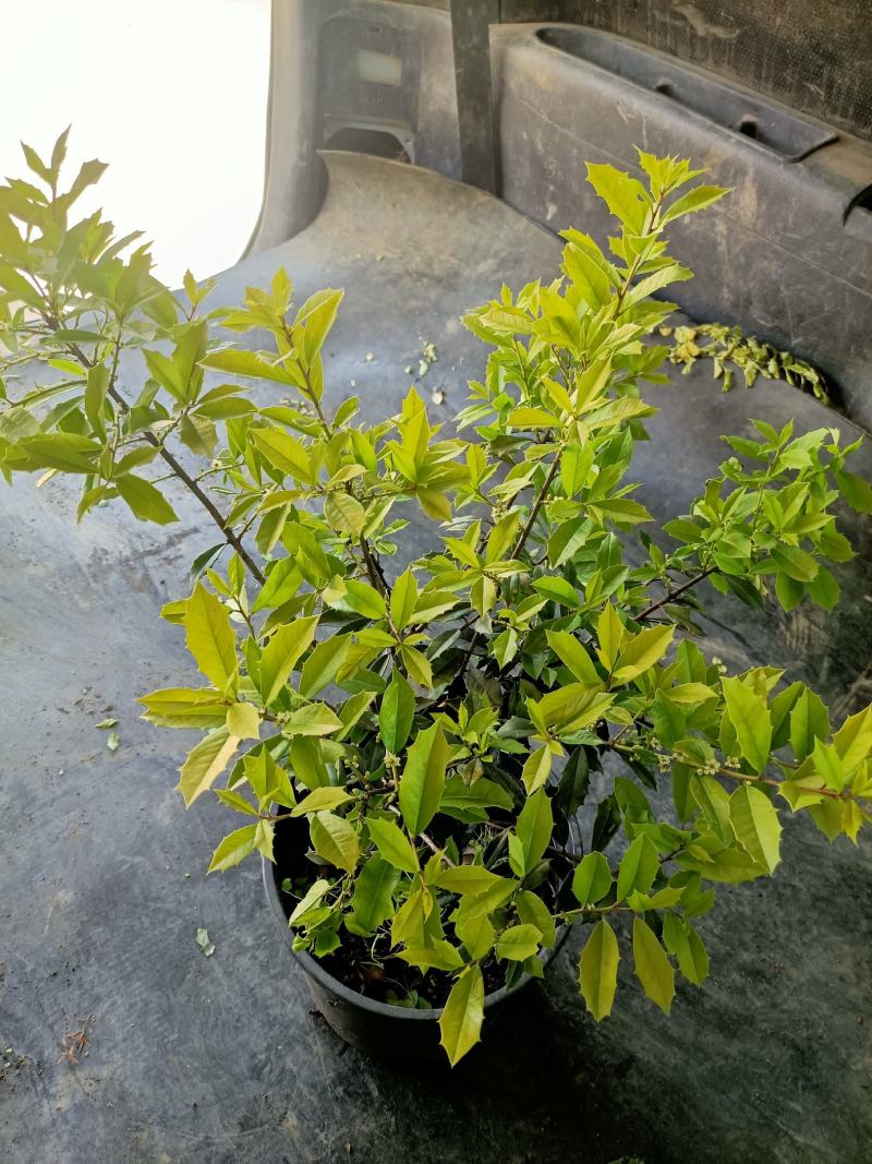 黄金构骨价格庭院别墅小区绿化花镜花海观叶植物金叶构骨