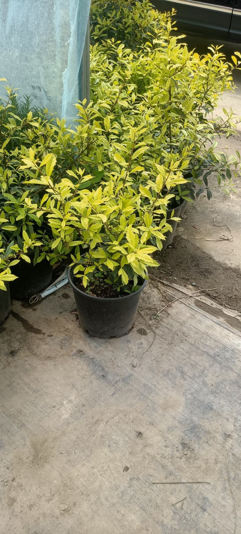黄金构骨价格庭院别墅小区绿化花镜花海观叶植物金叶构骨