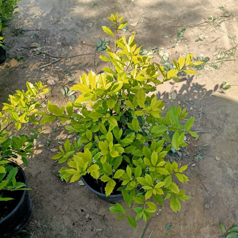 黄金构骨价格庭院别墅小区绿化花镜花海观叶植物金叶构骨