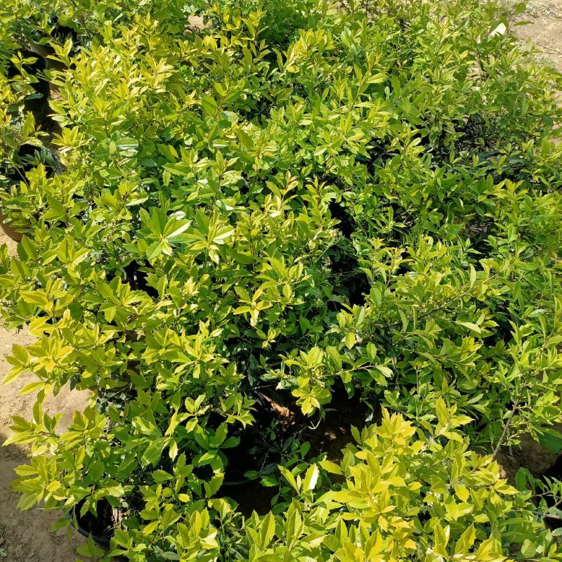 黄金构骨价格庭院别墅小区绿化花镜花海观叶植物金叶构骨