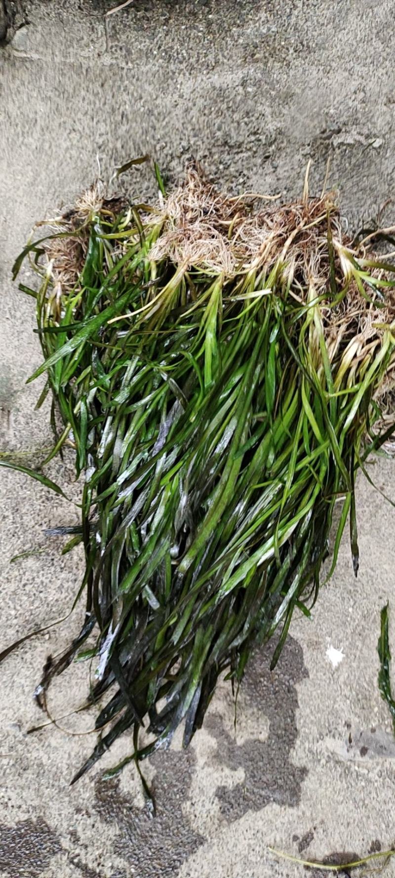 四季青矮叶苦草