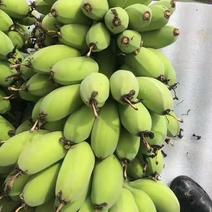 广西苹果蕉非小米蕉西贡蕉新鲜现摘孕妇水果苹果蕉香蕉粉蕉批