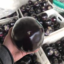 山东青州紫光圆茄大量上市，产地直销，质量好价格便宜。
