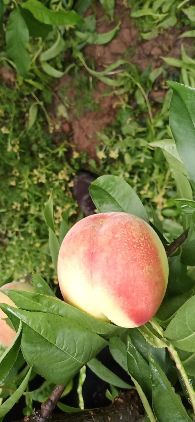 水蜜桃，脆桃