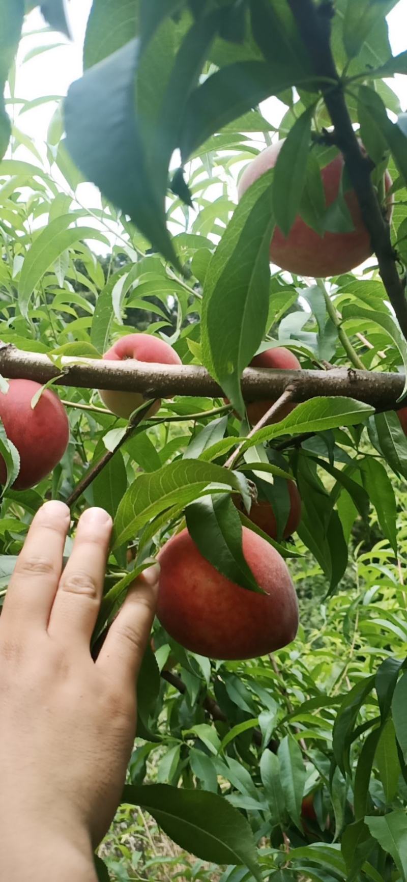 水蜜桃，脆桃